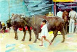 Boy with Water Buffalo